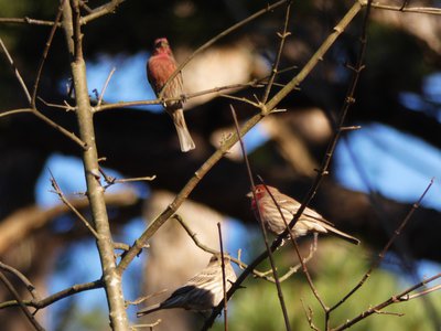 20190122 - Duke Gardens - House Finches