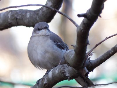 20190122 - Duke Gardens - Mockingbird