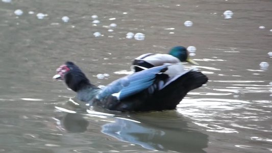 20190122 - Duke Gardens - Muscovy Duck