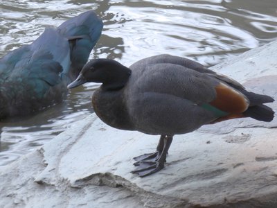 20190122 - Duke Gardens - Paradise Shelduck