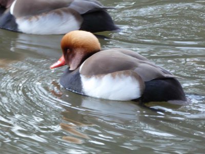 20190122 - Duke Gardens - Red-crested Pochard