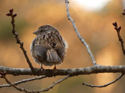 20190122 - Duke Gardens - Song Sparrow 1