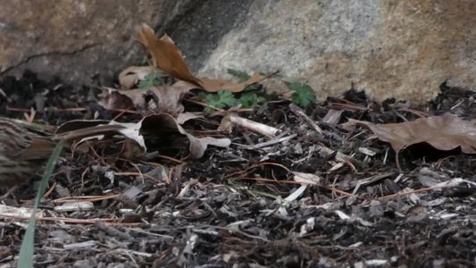 20190122 - Duke Gardens - Song Sparrow 2