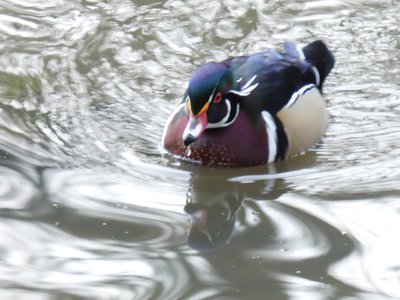 20190122 - Duke Gardens - Wood Duck 1