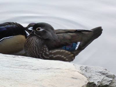 20190122 - Duke Gardens - Wood Duck 2