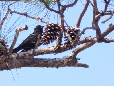 20190205 - Jordan Lake - Blackbird