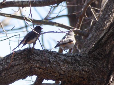 20190205 - Jordan Lake - Dark-eyed Junco and Titmouse