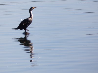 20190205 - Jordan Lake - Double-crested Cormorant