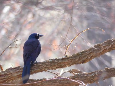 20190205 - Jordan Lake - Grackle 2