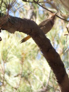 20190205 - Jordan Lake - Northern Flicker