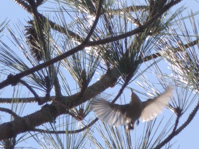 20190205 - Jordan Lake - Nuthatch