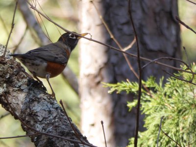 20190205 - Jordan Lake - Robin