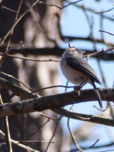 20190205 - Jordan Lake - Tufted Titmouse