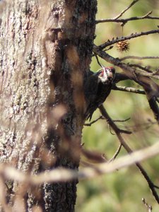 20190205 - Jordan Lake - Yellow-bellied Sapsucker 1