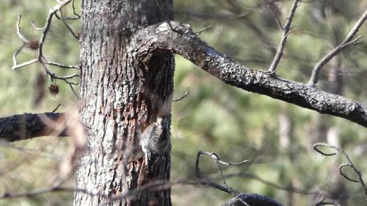 20190205 - Jordan Lake - Yellow-bellied Sapsucker 2