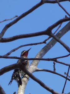 20190205 - Jordan Lake - Yellow-bellied Sapsucker 3