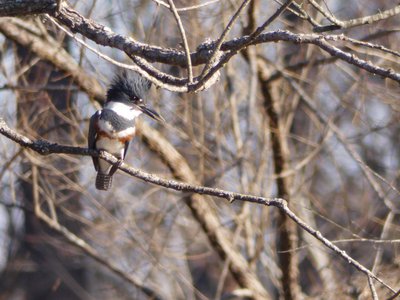 20190206 - Yates Mill Park - Belted Kingfisher