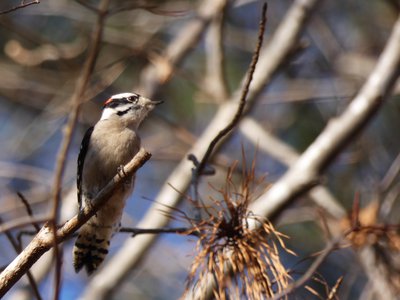 20190206 - Yates Mill Park - Downy Woodpecker