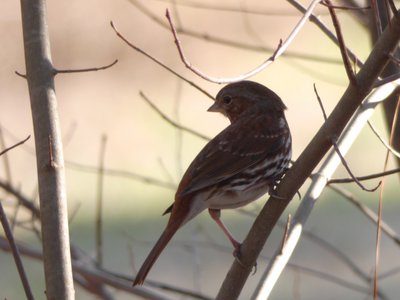 20190206 - Yates Mill Park - Fox Sparrow