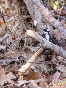 20190206 - Yates Mill Park - Hairy Woodpecker