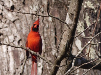 20190206 - Yates Mill Park - Northern Cardinal