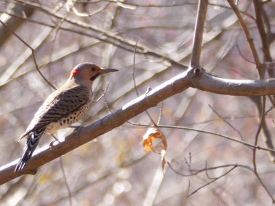 20190206 - Yates Mill Park - Northern Flicker