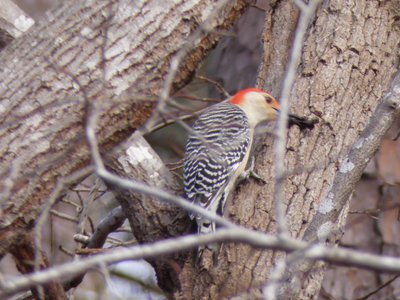 20190206 - Yates Mill Park - Red-bellied Woodpecker 1