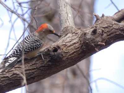 20190206 - Yates Mill Park - Red-bellied Woodpecker 2