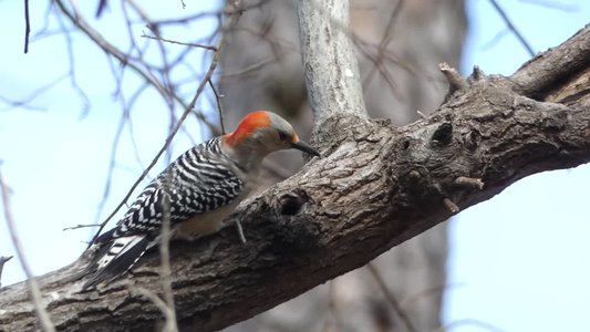 20190206 - Yates Mill Park - Red-bellied Woodpecker 3