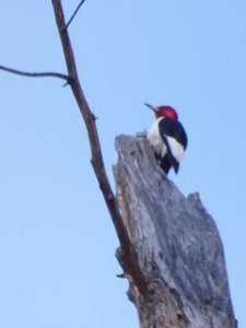 20190206 - Yates Mill Park - Red-headed Woodpecker