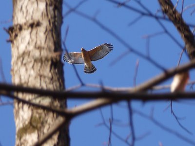 20190206 - Yates Mill Park - Red-shouldered Hawk 1