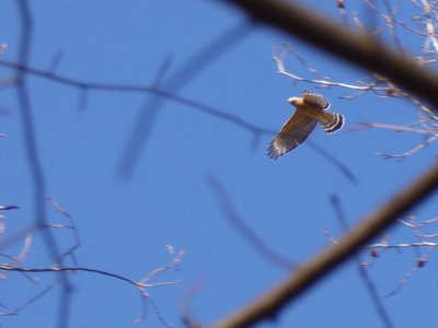 20190206 - Yates Mill Park - Red-shouldered Hawk 2