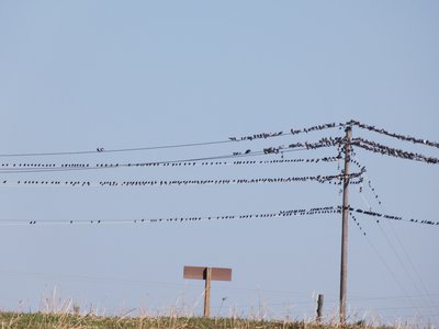 20190206 - Yates Mill Park - Rock Pigeons and Starlings