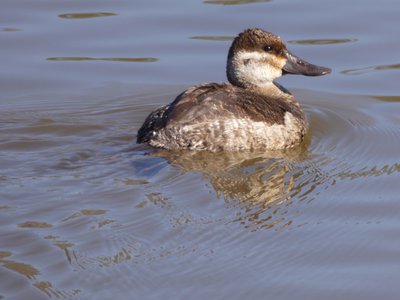 20190206 - Yates Mill Park - Ruddy Duck