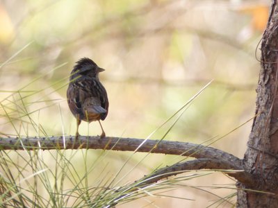 20190206 - Yates Mill Park - Song Sparrow