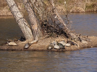 20190206 - Yates Mill Park - Turtle Island