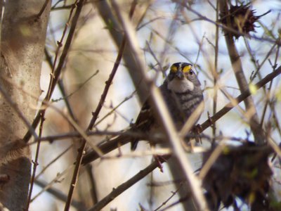 20190206 - Yates Mill Park - White-throated Sparrow 1