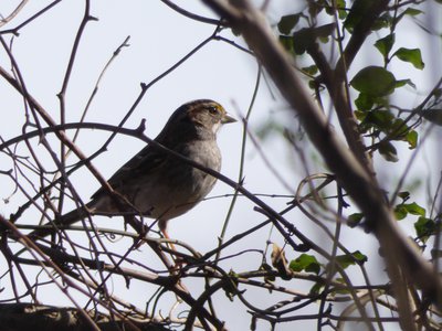 20190206 - Yates Mill Park - White-throated Sparrow 2