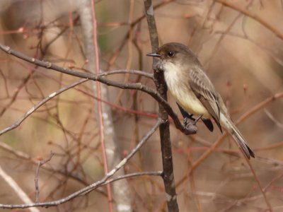 20190207 - Lake Crabtree - Eastern Phoebe