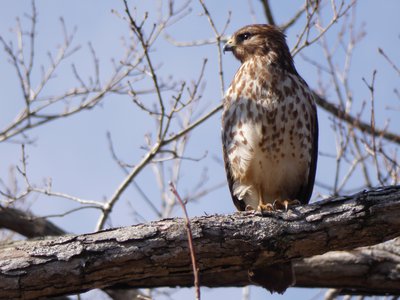 20190207 - Lake Crabtree - Hawk 1