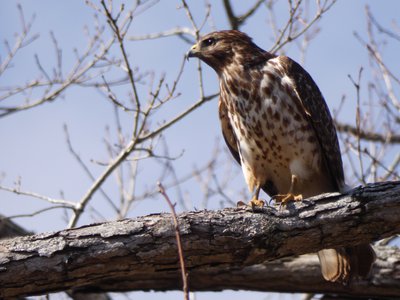 20190207 - Lake Crabtree - Hawk 2