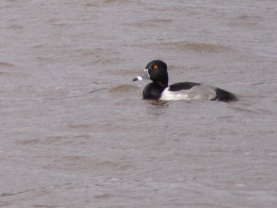 20190207 - Lake Crabtree - Ring-billed Duck