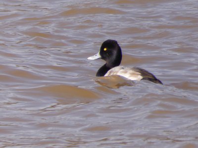 20190207 - Lake Crabtree - Scaup 2