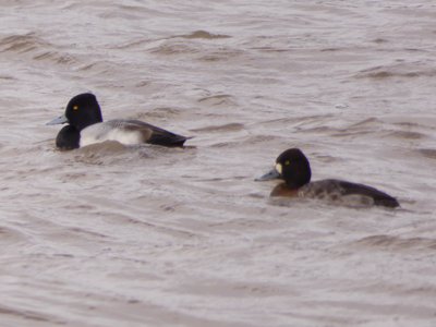 20190207 - Lake Crabtree - Scaups 1