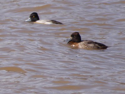 20190207 - Lake Crabtree - Scaups 3