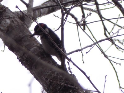 20190210 - Umstead - Hairy Woodpecker