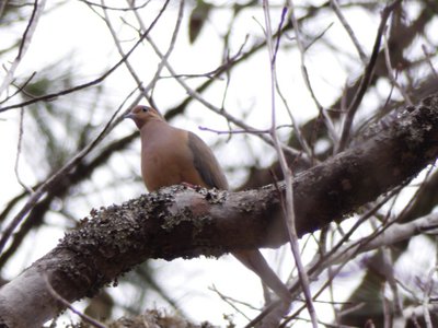 20190210 - Umstead - Mourning Dove