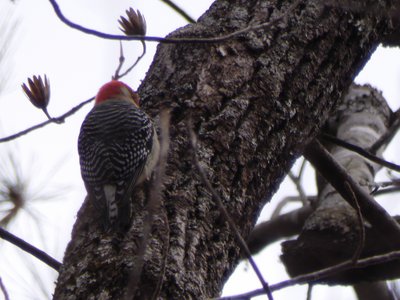 20190210 - Umstead - Red-bellied Woodpecker