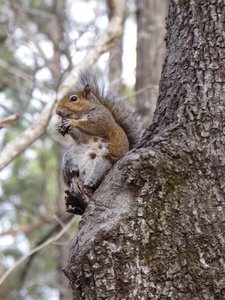 20190210 - Umstead - Squirrel