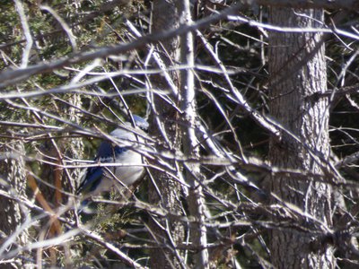 20190306 - Haw River - Blue Jay